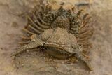 Spiny Lichid (Acanthopyge) Trilobite - Excellent Preparation! #310130-4